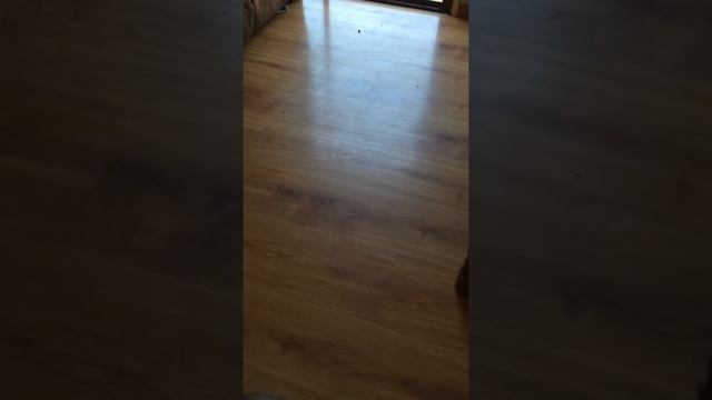 Bissell Pet Symphony review смотреть онлайн