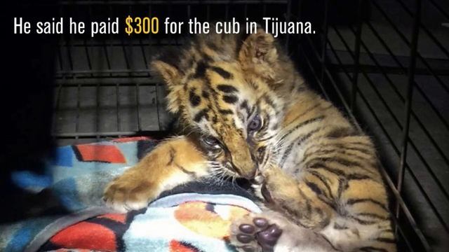 Teen Accused Of Trying To Smuggle Tiger Cub Into U.S. From Mexico | Los Angeles Times смотреть онлайн