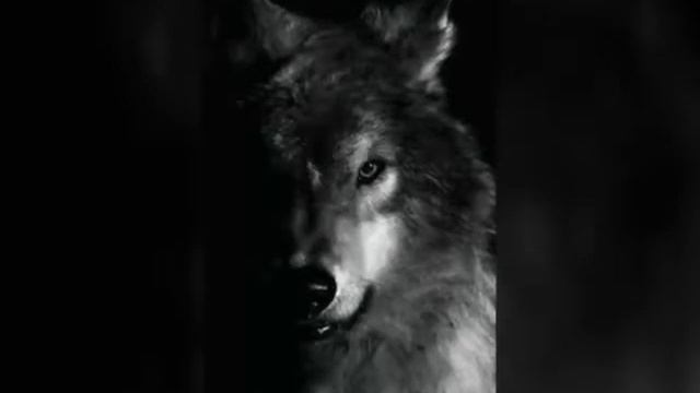 Волчья доля смотреть онлайн