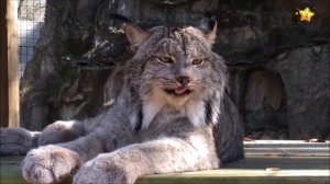 Угадай кто спрятался Животные для детей Развивающие мультики для детей