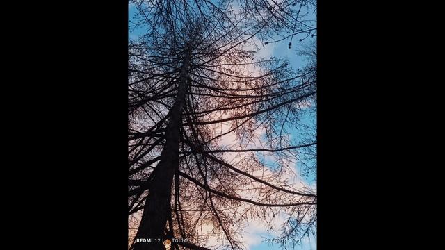 "Мужики и Собаки" смотреть онлайн