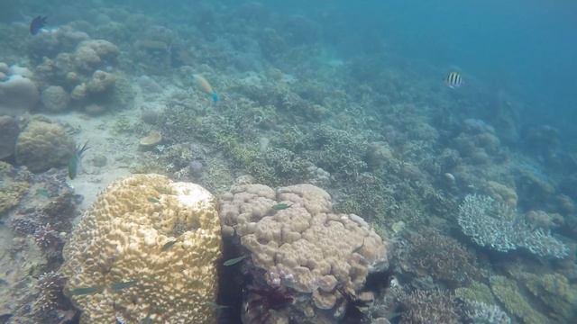 FREEDIVING in CORON, PALAWAN! смотреть онлайн