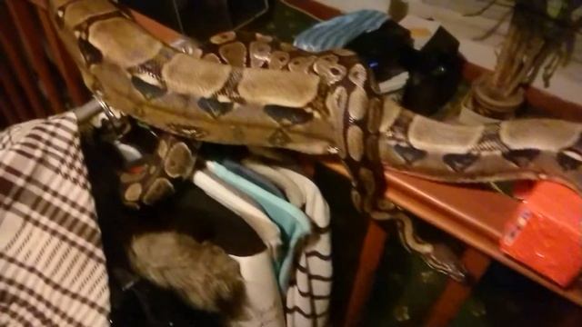 Tanka the boa and sharna the ball python смотреть онлайн