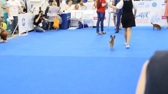 WDS 2016 Русский Той д/ш FEMALE Open class смотреть онлайн