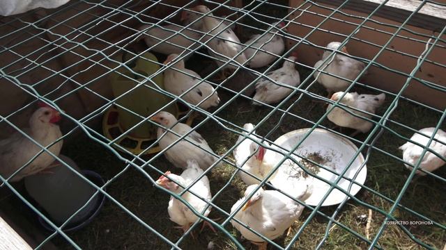 Цыплятам чуть больше месяца смотреть онлайн