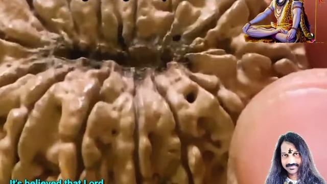 Fantastic 14 mukhi Nepal Rudraksh 39.50 mm 7.5 gm weight very rare bead. смотреть онлайн