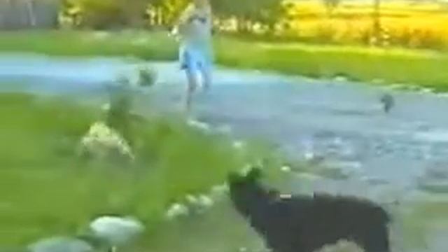 кошка защищает собачку от собаки (link on original in description) смотреть онлайн