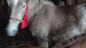 Лошади свадьба продолжение