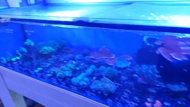 Зоомагазин в Ипсвидже. Англия смотреть онлайн