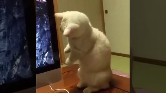 Смешные животные 2015 Funny Animals 2015 №2 смотреть онлайн