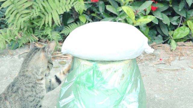 Chibi daily life - Make flower pot with papaya and plaster | Pot decoration смотреть онлайн