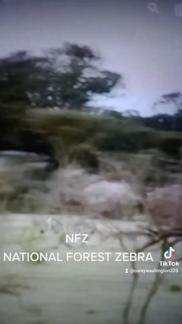 national Forest zebra смотреть онлайн