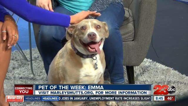 Pet of the Week: 4-year-old Emma Pit Bull mix смотреть онлайн
