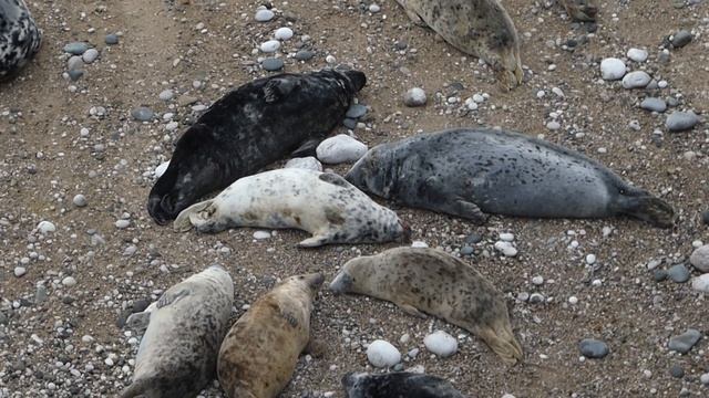 Friday morning seals - 21st April 2023 смотреть онлайн