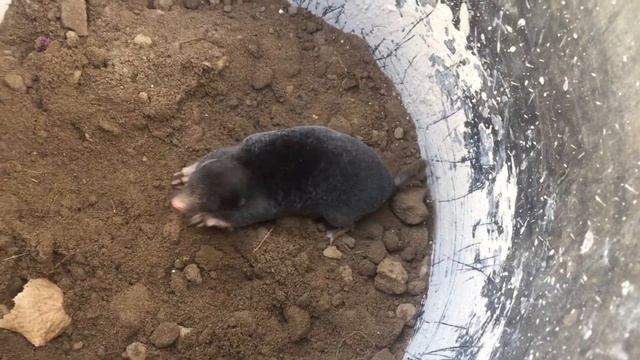 КРОТ закапывается очень быстро / крота отпустили на свободу смотреть онлайн