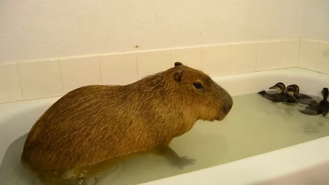 Capybara fards смотреть онлайн