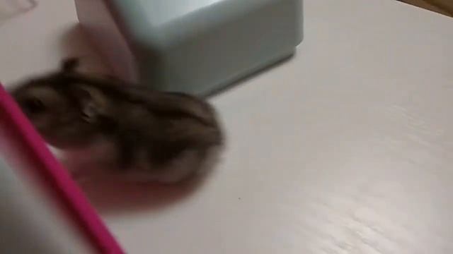 Какие принадлежности понадобятся при покупке 🐹 хомяка смотреть онлайн