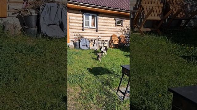 08.06.2024 Лорик1 и Лорик2 с мамой Мартой. смотреть онлайн