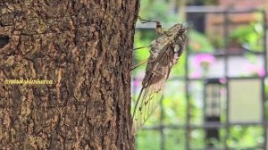 🇰🇷Как Стрекочут ЦИКАДЫ /ЦИКАДЫ в Ю.Корее /Sounds Cicada / 한국 매미
