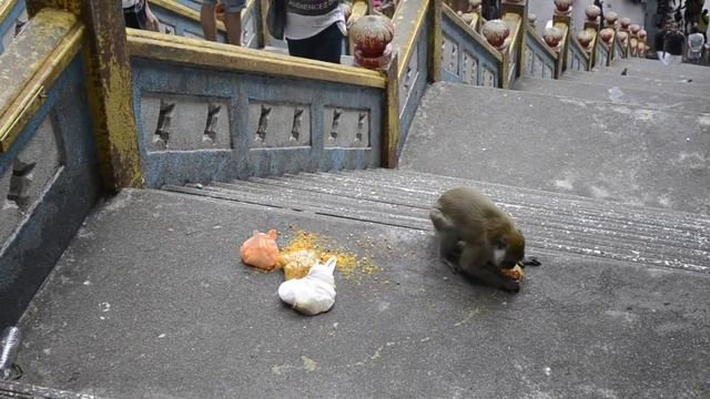 Batu Caves. Funky monkey смотреть онлайн