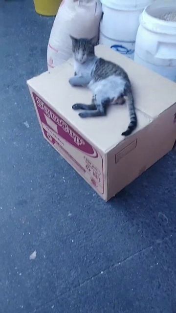 Lucky Cat in Front of Store in Novaliches Bayan смотреть онлайн