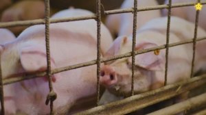 Домашние животные Звуки животных для детей