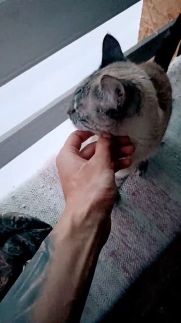 Животные истории: удивительные секреты