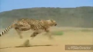 Клип мы бежим с тобой как будто от гепарда Панда е