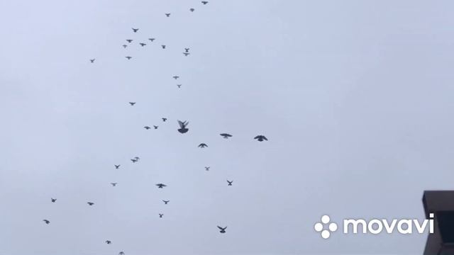 Николаевские голуби декабрь 2021 ч.5 - т89093967700 смотреть онлайн