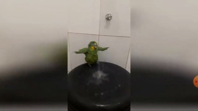 Смешные видео про котов я ржал 8 часов смотреть онлайн