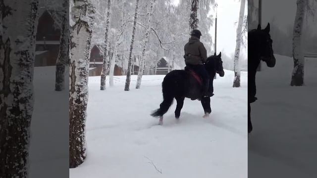 Работа по глубокому снегу (work of a horse on snow) смотреть онлайн
