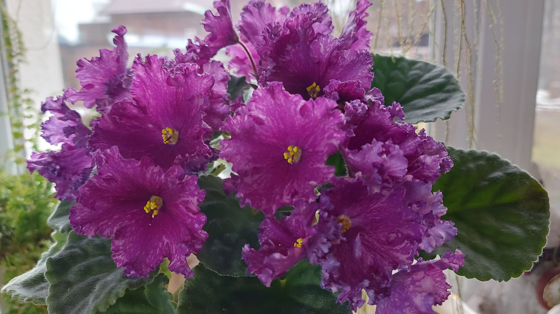 Фиалки в январе смотреть онлайн