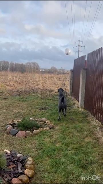 #собака #канекорсо