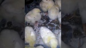 недельные бройлеры