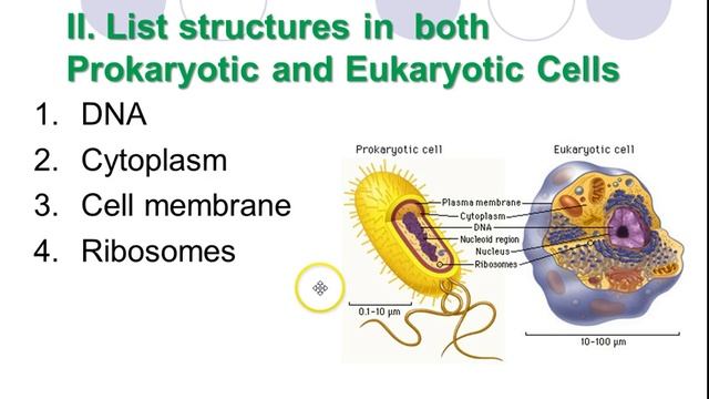 Cell Types (Theme 2 Topic 1 pg 2) смотреть онлайн