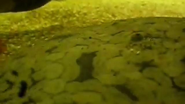 Paratrygon aiereba Ceja смотреть онлайн