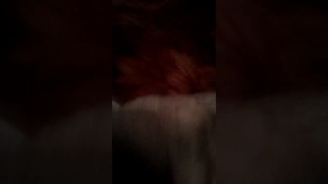 Как научить собаку давати лапу смотреть онлайн