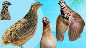 бедана сайраши бедана