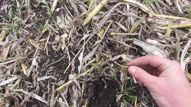 Terrasem C6 Fertilizer сходи озимої пшениці канюківське смотреть онлайн