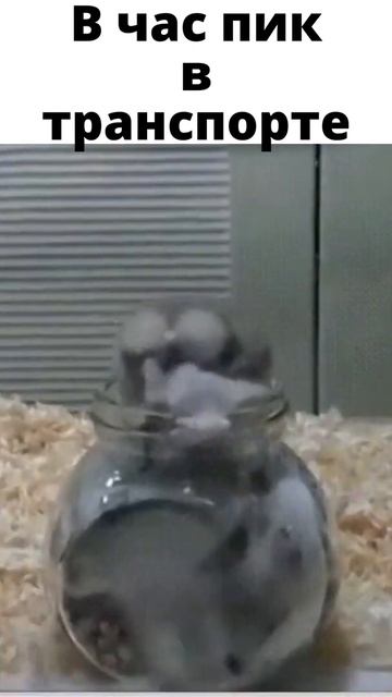 В час пик в транспорте смотреть онлайн