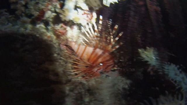 2019-05-06 Indonesia - Gili Meno slope - Night dive, Tonna pennata, Hermit crabs смотреть онлайн