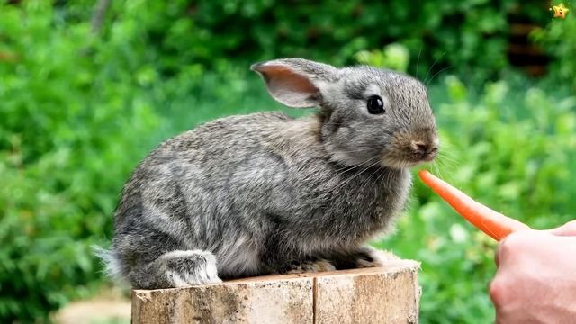 Сборник Мультфильмов по Системе Монтессори⭐Учим Животных | Учим Цвета⭐Развивающие Мультики для Детей смотреть онлайн