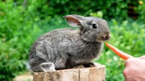 Сборник Мультфильмов по Системе Монтессори⭐Учим Животных | Учим Цвета⭐Развивающие Мультики для Детей