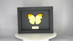 ANTEOS MENIPPE MIDNIGHT SPECIAL