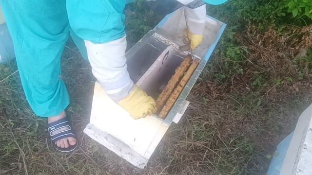 и снова однорамочные отводки. Как приняли не плодных пчеломаток? смотреть онлайн