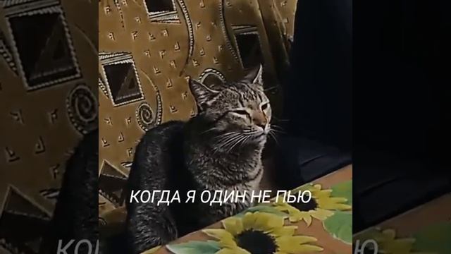 Когда в компании я один не выпиваю смотреть онлайн