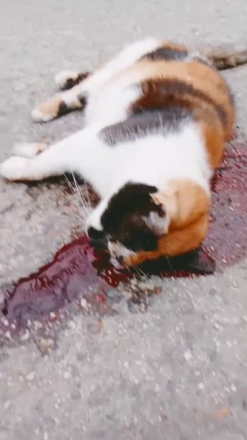 чтоб она попала на тот свет😭😭😭😔😔😔#кошка#свет#бог смотреть онлайн