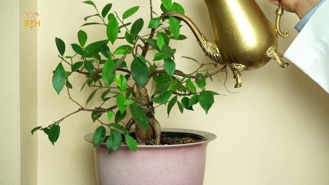 [Vlog#2] Boone & Scenic Valley Railroad | Esophageal Cancer patient case. смотреть онлайн