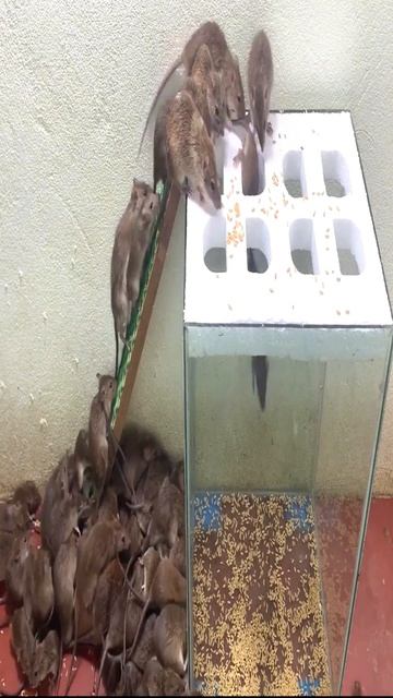 Mousetraps смотреть онлайн