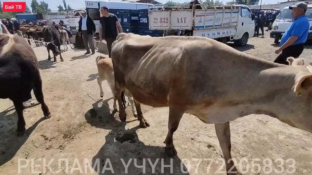 СААН УЙЛАР АРЗАН БОЛДУ 🔥 #байтв смотреть онлайн